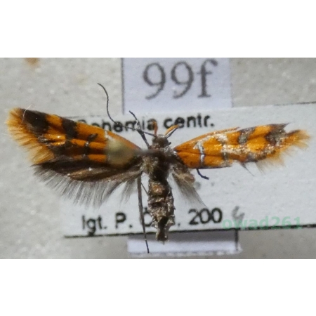 Promalactis procerella (Denis & Schiffermüller, 1775) Czech99f